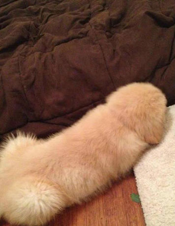 ITSADOG.PNG